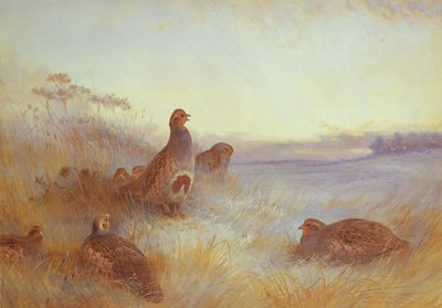 Partridges in Early Morning, 1910 by Archibald Thorburn
